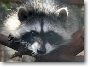 raccoon_face_for_web_with_shadow