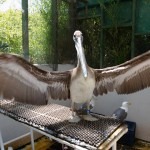 A recovering Pelican exercises its wings in the NAR flight cage.