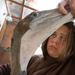 Lupin Egan examines a newly arrived Pelican.