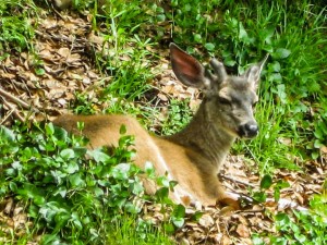 Injured young buck