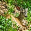Offering Sanctuary To An Injured Adult Deer Injured young buck
