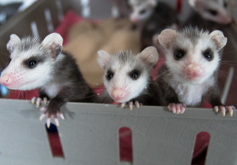 Virginia Opossums