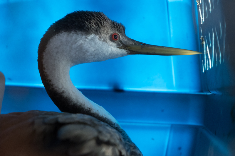 Western Grebe