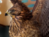 Red Tailed Hawk