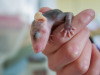 Virgina Opossum