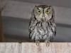 Western Screech Owl