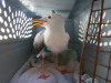 California Sea Gull