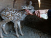 California Mule Deer