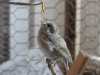 bird_feeding