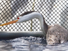 Clark's Grebe