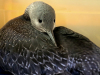 Red-throated Loon
