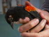 Red-winged Blackbird