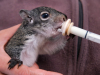 Western Gray Squirrel