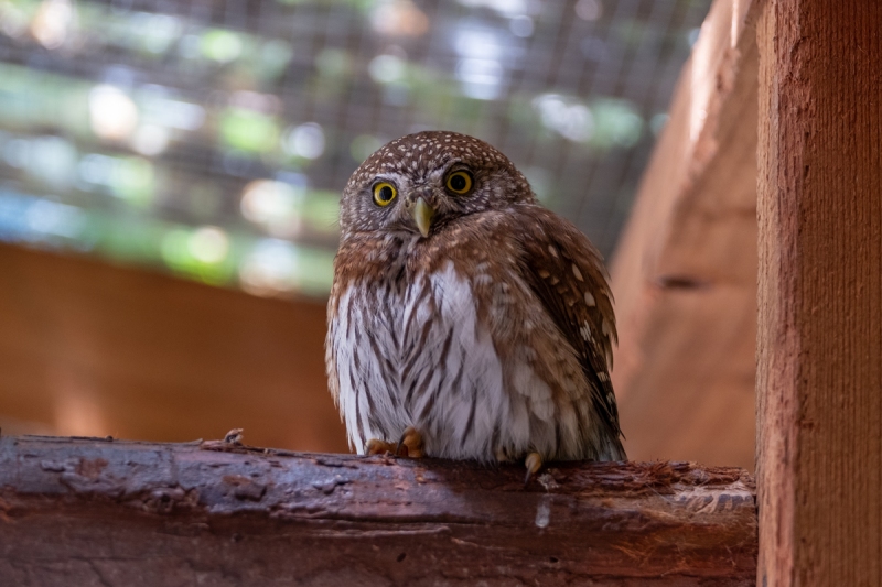 Owl, Northern Pygmy