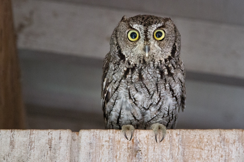 Owl, Western Screech