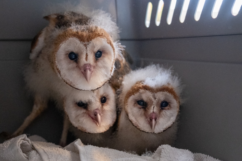 Owls, Barn