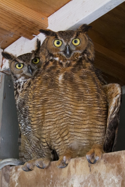 Owls, Great Horned