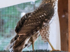 Hawk, Cooper's