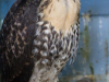 Hawk, Red-tailed