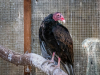 Turkey Vulture