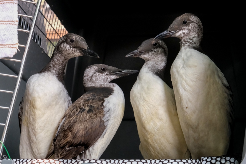 Common Murres
