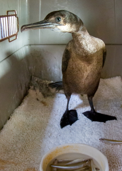 Cormorant, Brandt's