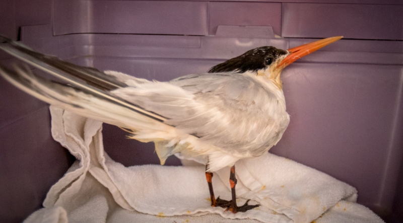 Elegant Tern