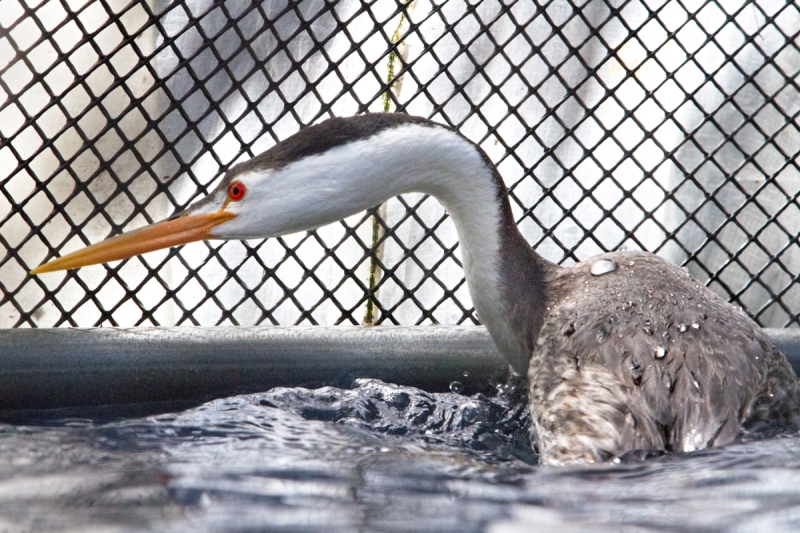 Grebe, Clark's