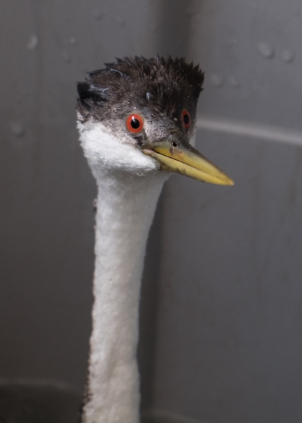 Grebe, Western