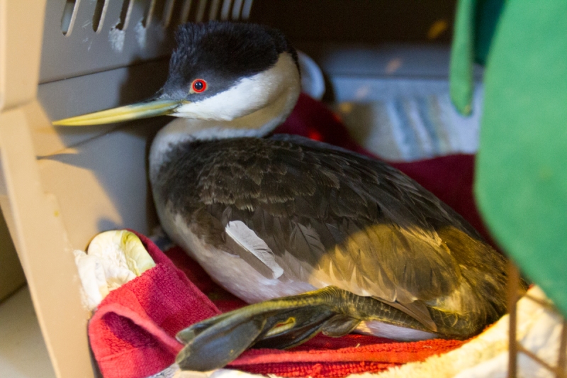 Grebe, Western