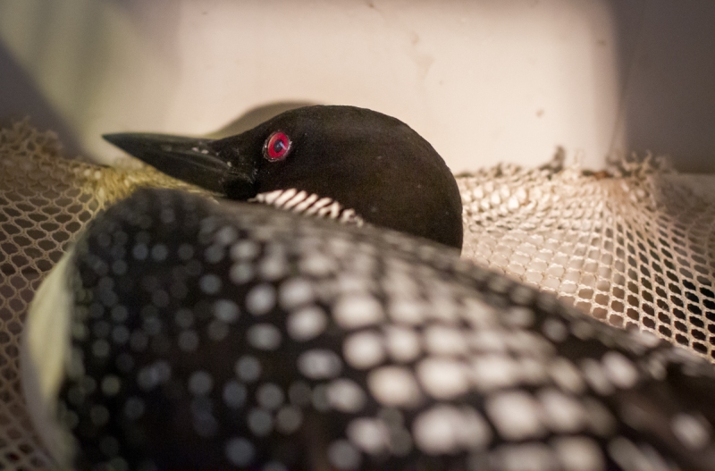 Loon, Common