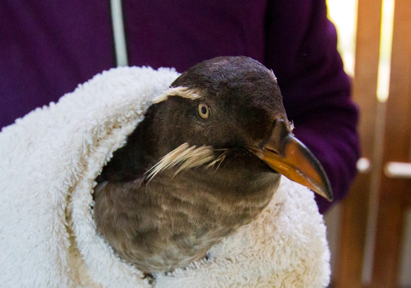 Rhinocerus Auklet