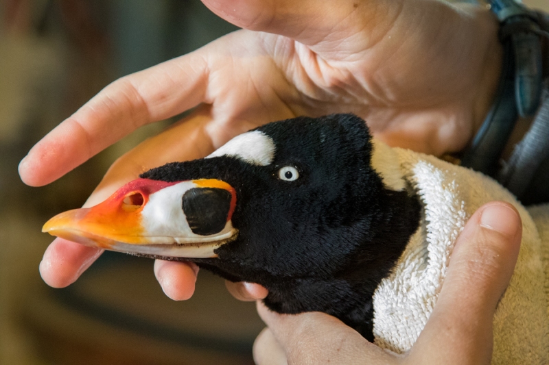 Surf Scoter