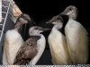 Common Murres