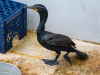 Cormorant, Double-crested