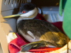 Grebe, Western