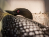 Loon, Common