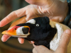Surf Scoter