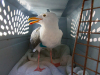 Western Gull