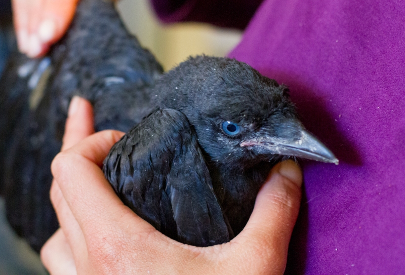 American Crow