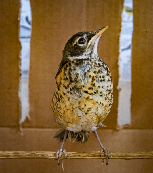 American Robin (juvenile)