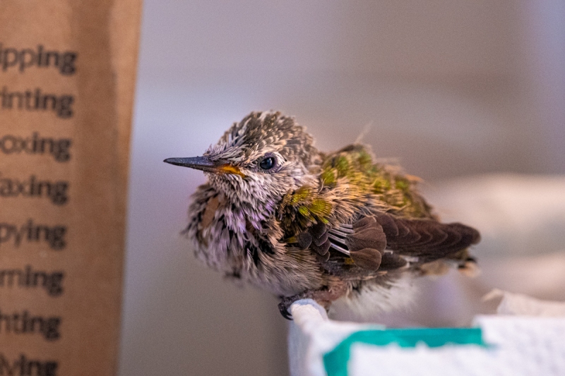 Anna's Hummingbird