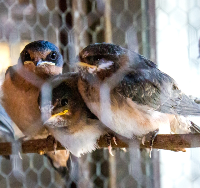 Barn Swallow (L), Cliff Swallows (R)