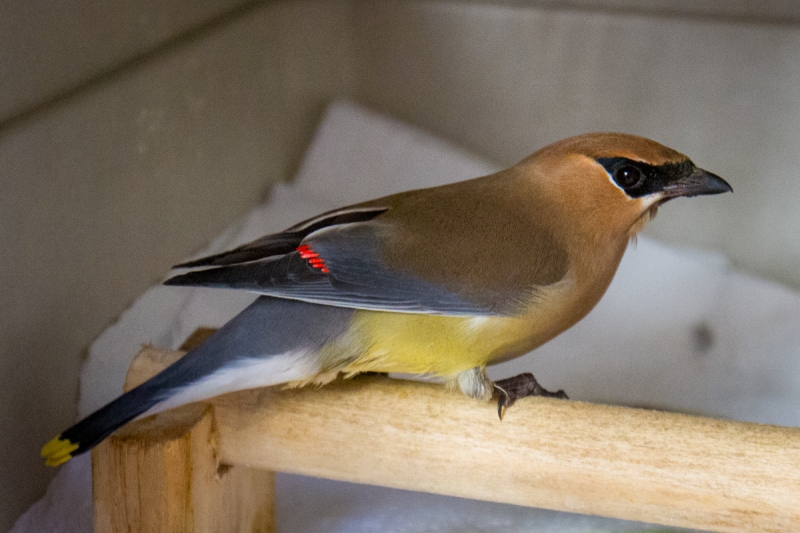 Cedar Waxwing