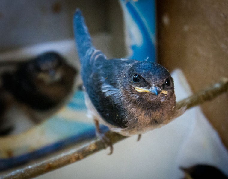 Cliff Swallow