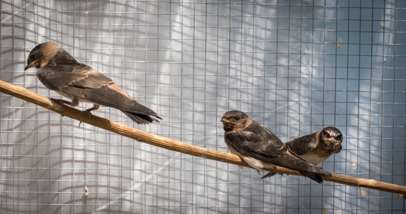 Cliff Swallows
