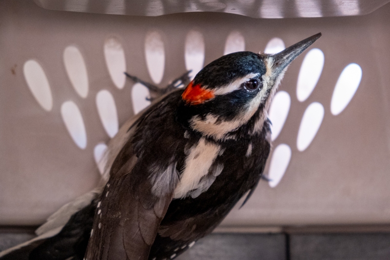Downy Woodpecker