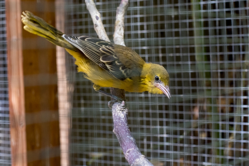 Hooded Oriole