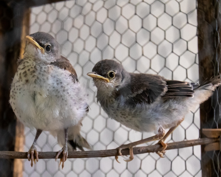 Mockingbirds