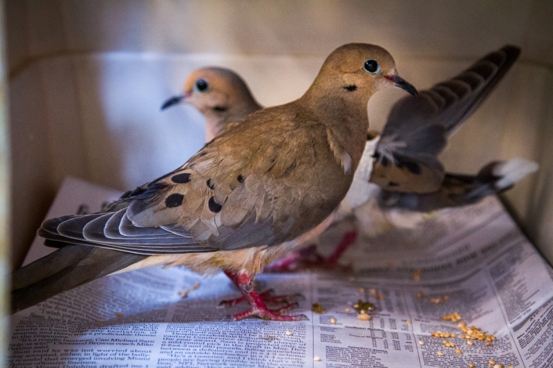Mourning Doves
